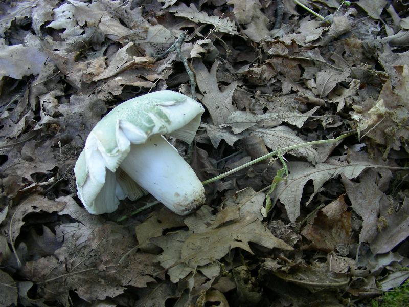 1) Fotografati  il 16.06.2012.sotto Quercia